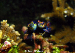 Finally.... A picture of mating Mandarin fish. Taken on a... by Brad Waters 